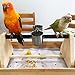 QBLEEV Parrot Play Wood Stand Bird Grinding Perch Table Platform Birdcage Feeder Stands with Feeder Dish Cup Portable Table Playstand for Small Cockatiels, Conures, Parakeets, Finchthumb 1