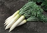 Seeds-Daikon-Radish-Minovaze-Organic-Russian-Heirloom-Vegetable-Seed