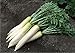 Seeds Daikon Radish Minovaze Organic Russian Heirloom Vegetable Seed