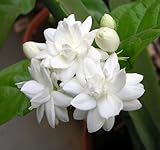 Arabian Tea Jasmine Plant - Belle of India - Sambac - 3
