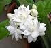 Arabian Tea Jasmine Plant - Belle of India - Sambac - 3" Pot