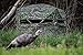 ALPS OutdoorZ NWTF Deception Hunting Blind, Mossy Oak Obsession