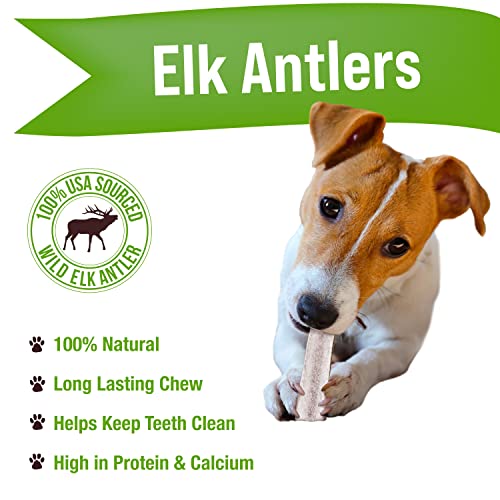 Buck Bone Organics Dog Chews, Elk Antlers for Dogs, Long Lasting Dog Bones for Aggressive