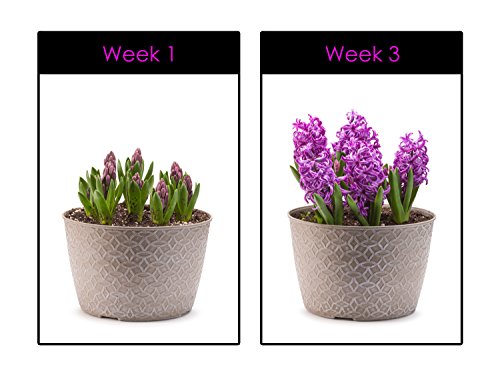 Hoont8482; LED Grow Light – Indoor Plant, Flowers and Herb Light; For Indoor Growing and Hydroponics – (Fits Standard Socket, E27, 15W, Long Lasting 50,000 hours, Low Energy Consumption, Low Heat) - Thumbnail 2