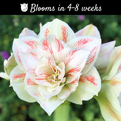 Double Amaryllis Bulb Red and White Candy Cane Amaryllis Nymph 30/32