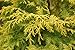 Chamaecyparis obt. ‘Crippsii’ (Hinoki Cypress) Evergreen, golden foliage, #2 – Size Containerthumb 1