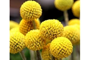 Rare Craspedia Globosa Billy Button 50 Flower Seeds