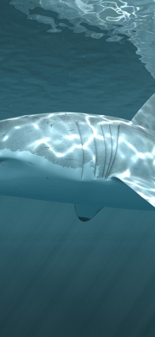 PeelitStickit Underwater, Undersea Wall Murals, ID-022, vinyl