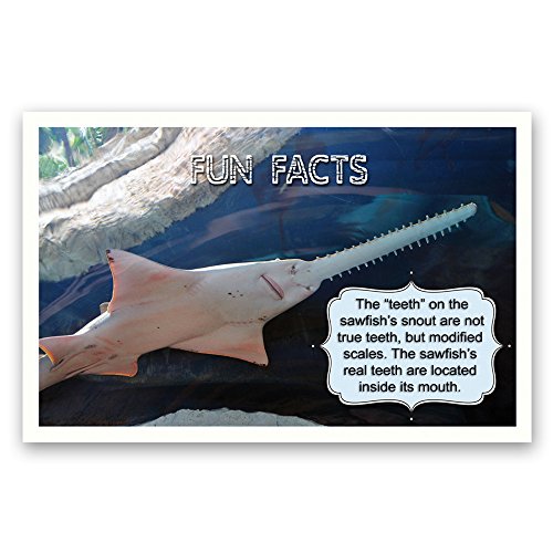 FUN FACTS postcard set of 20. Post card variety pack with trivia and fun fact theme postcards
