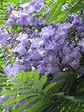25 BLUE JACARANDA TREE (Fern Tree / Brazilian Rose Wood / Green Ebony) Jacaranda Mimosifolia Seeds