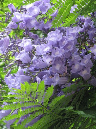 25 BLUE JACARANDA TREE (Fern Tree / Brazilian Rose Wood / Green Ebony) Jacaranda Mimosifolia Seeds 25 BLUE JACARANDA TREE (Fern Tree / Brazilian Rose Wood / Green Ebony) Jacaranda Mimosifolia Seeds