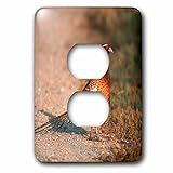 3dRose Danita Delimont - Birds - Ring necked pheasant on a country road, Sacramento NWR, California - Light Switch Covers - 2 plug outlet cover (lsp_258875_6)