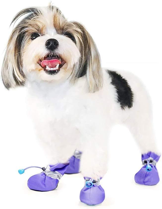 vibrant fellow dog boots