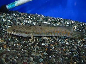 Amazon チャンナ プルクラ ブルームーンレインボー スネークヘッド 死着補償有り 地域限定 ノーブランド品 熱帯魚 観賞魚 通販