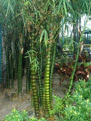 Buddha Belly Tropical Bamboo Plants Wamin Amazon In Home Kitchen