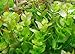 Bacopa Caroliniana Live Aquarium Plants Stems Bundle Freshwater Tropical Flowering Plant Decorations by Mainam