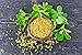 Fenugreek Seeds, 8 Ounces — Non-GMO Verified, Whole, Raw, Sproutable, Vegan, Kosher, Bulk Methi, Good Source of Dietary Fiber, Protein, Iron, Great for Pickling, Vegetable Dishes, and Spice Mixes