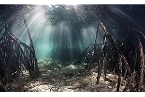 BannersNStands Mangrove with Sunlight/Aquarium Background Fish Tank Background (18"x30")