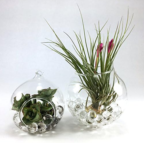 Glass Hanging Plant Terrarium with Water Balls – (2 Pack) – Pot Container for Air Plant, Flower, or Succulent – Flat Base with Loop Hook + Large Ball with Loop Hole (1 Small and 1 Large Pack)
