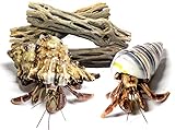 Nature Gift Store 2 Live Pet Hermit Crabs+3 Cholla Exercise Logs Bundle: Purple Pincher Land Crab