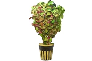 CANTON AQUATICS Live Aquarium Ludwigia Repens Plants - Great Background for Fish Long Lasting & Easy to Maintain Suitable Summer Winter Natural Oxygenator Pot ,Light/Medium Green; Striking Dark Red
