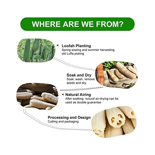 6-PCS-Natural-Loofah-Exfoliating-Luffa-Natural-Loofah-Sponge-Body-Scrubber-for-Bathing-and-Back-Caring-Spa-4-inch-Length-Organic-Loofah-Loofahs-Sponges-for-Shower-Scrubbing-and-Kitchen-Cleaning 6 Pcs Natural Loofah, Exfoliating Luffa Natural Loofah Sponge Body Scrubber For Bathing And Back Caring Spa, 4 Inch…