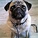 Ami Fidele-Rolled Leather Dog Slip Leash-Super Soft Walking/Training Lead,Gentle But Strong Leash for Small/Medium Size Dogs-3/8”x48”-Black +Free Video to Help with Pulling Dogs-Attractive Gift Box