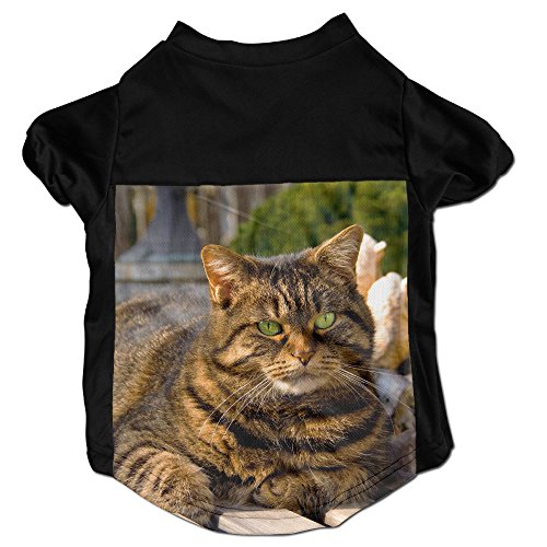 fat cat clothes