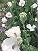 Organic China White Papaver Somniferum Poppy Seeds