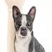 Bits and Pieces - Solar Dog Lantern-Solar Powered Garden Lantern - Resin Dog Sculpture with LED Light (Boston Terrier) - 13.5