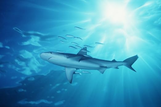 Amazon Com Posterazzi Usa Carcharhinus Galapagensis Hawaii