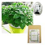 500+ Peppermint Seeds for Garden Planting, Non-GMO Organic Edible Green Mint Seeds