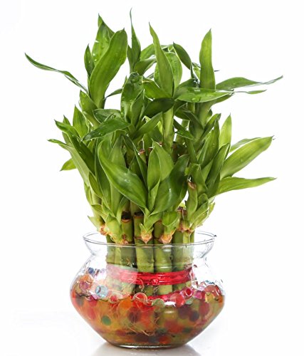 SMZ Brandlines Two Layer Lucky Bamboo Plant with big round glass pot (free seven color jelly/ crystal ball included)