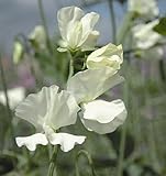 Sweet Pea - Jilly - 60 Seeds