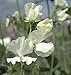 Sweet Pea - Jilly - 30 Seeds