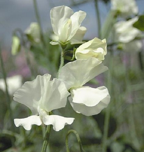 Sweet Pea - Jilly - 30 Seeds