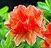 Tangerine Delight Deciduous Exbury Azalea - Very Hardy/Fragrant - 2.5" Pot