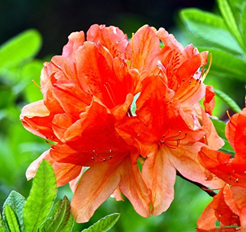 Tangerine Delight Deciduous Exbury Azalea - Very Hardy/Fragrant - 2.5 Tangerine Delight Deciduous Exbury Azalea - Very Hardy/Fragrant - 2.5