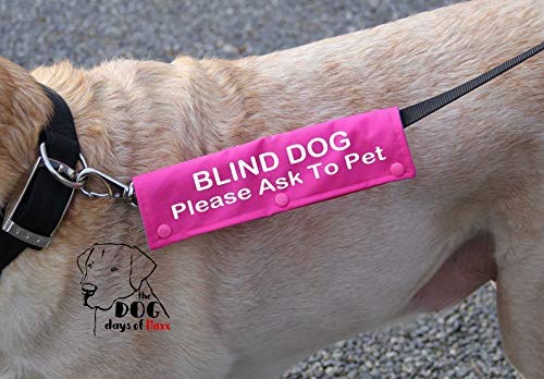 blind dog leash