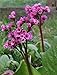 Rose BERGENIA Saxifraga ~Cheery-Pink Blooms~ "Bergenia Cordifolia" ~NEW~ 30+ Perennial Ground cower Seeds