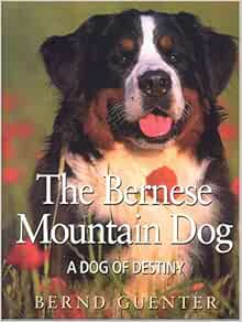 done deal bernese mountain dog