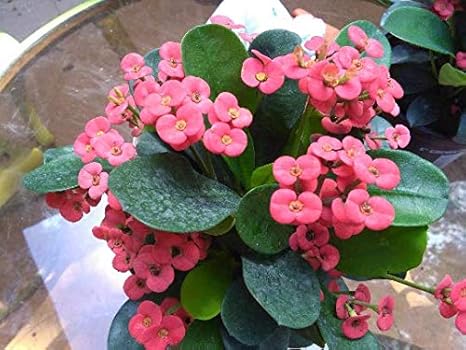 Amazon Co Jp いばら植物の赤い王冠は 葉が工場を設立のmed ホーム キッチン