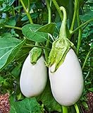 Splendour Seeds Brinjal White Egg Plant (Around 100 Seeds)