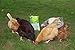 Mealworms - Premium Dried Mealworms (1 lb bag) byTasty Bug Treats (Meal Worms)