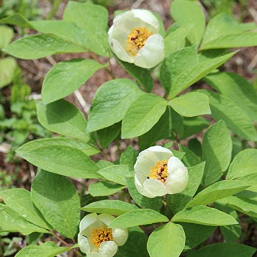 Amazon Co Jp 紫桜館山の花屋 山野草 ヤマシャクヤク 山芍薬 15cmポット苗 Diy Tools Garden