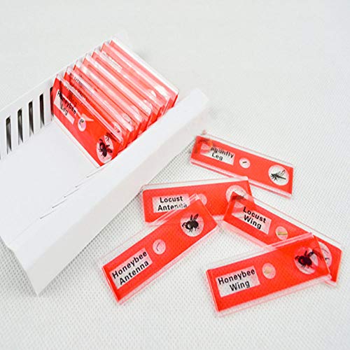 image for Yinpinxinmao 12Pcs DIY Specimen Microscope Slides Children Biology Sci