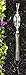 Joseph Bentley Traditional Garden Tools Stainless Steel Daisy Grubber
