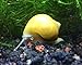 3 Golden Mystery Snails (Algae Eaters - young adult 1/2 to 2+ inch) by Aquatic Arts