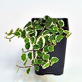 Ficus pumila, Variegated, Creeping Fig