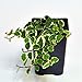 Ficus pumila, Variegated, Creeping Fig